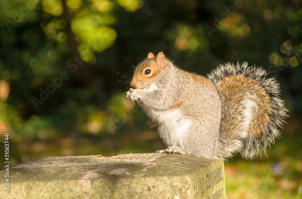 Fototapeta squirrel