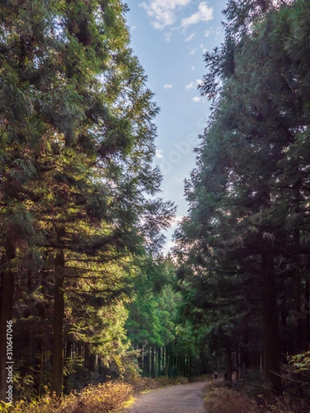 Obraz 사려니숲길 풍경