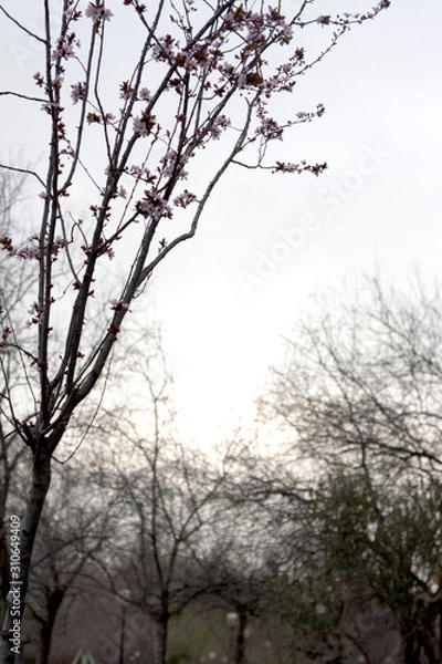 Obraz cloudy spring evening