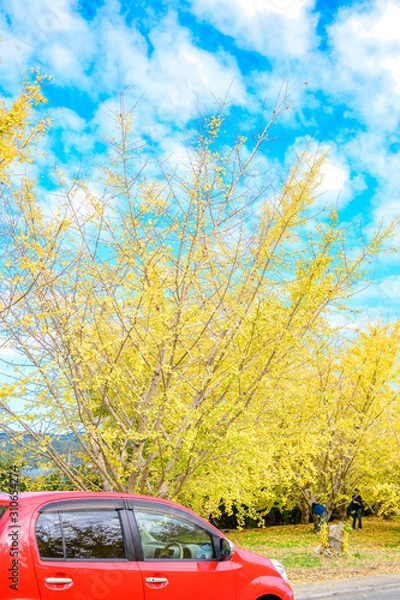 Fototapeta 黄金色の太原イチョウ並木と青空(福岡県）