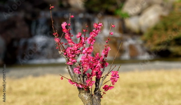 Obraz 明石の梅園