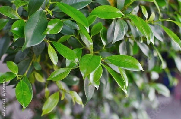 Obraz green leaves background