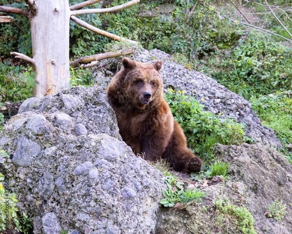 Fototapeta Sitzender Bär