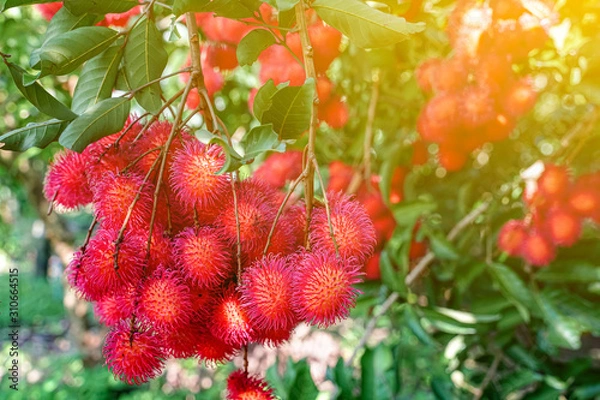 Fototapeta Plenty of rambutan on the tree with light flare
