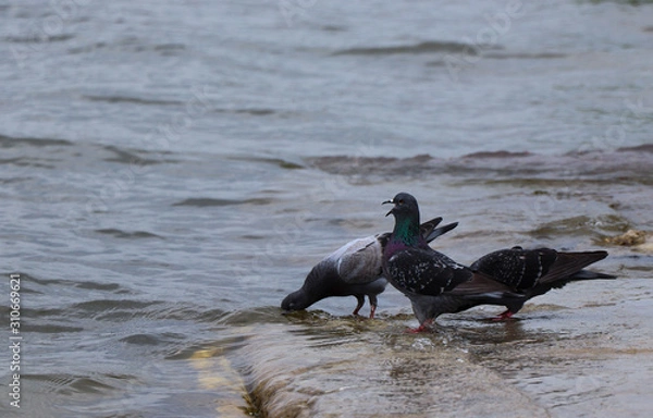 Obraz pigeons on the beach