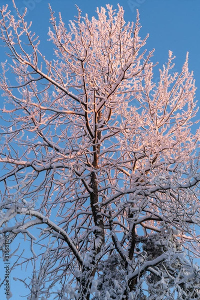 Fototapeta tree in winter