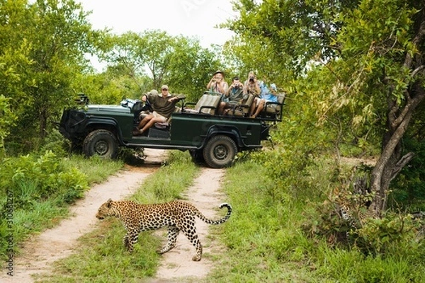 Obraz Leopard Crossing Road With Tourists In Background