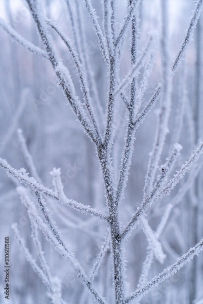 Obraz Frost on tree