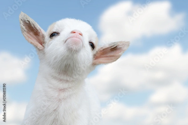 Fototapeta cute, small, white goat kid looking in the sky and enjoy the life