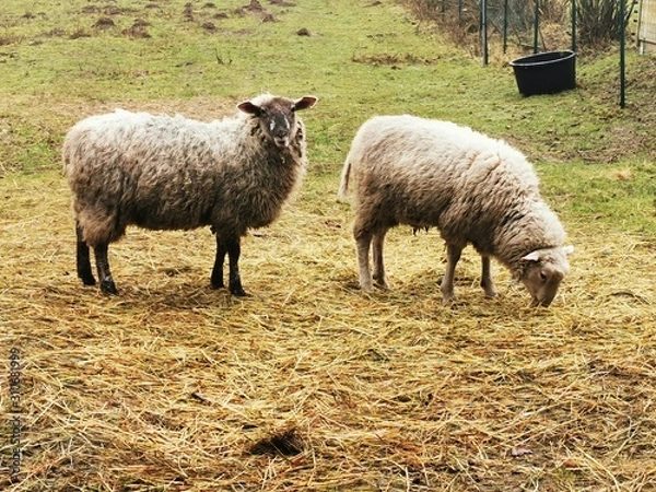 Fototapeta sheep in field