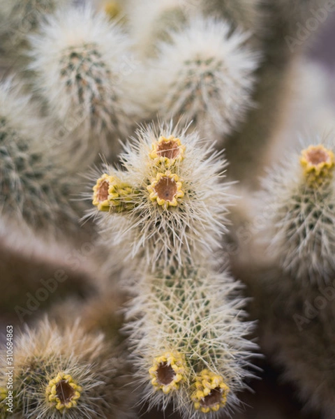 Fototapeta Cholla Cactus Garden Joshua Tree