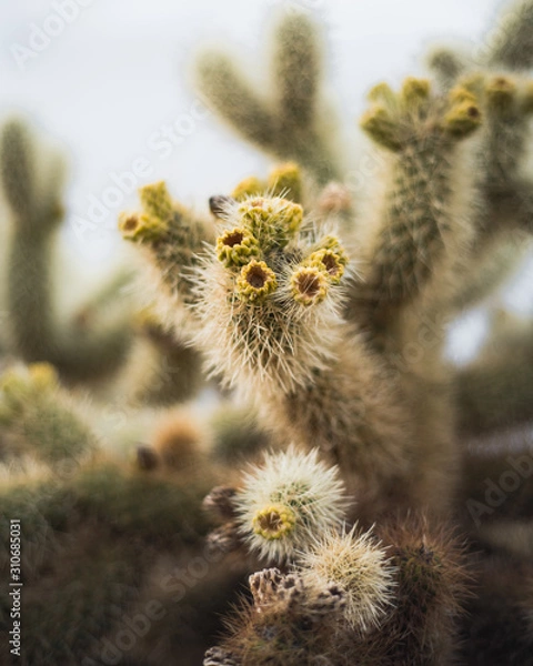 Obraz Cholla Cactus Garden Joshua Tree