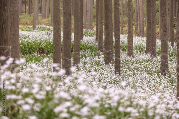 Fototapeta 京都府 綾部市 シャガ群生地