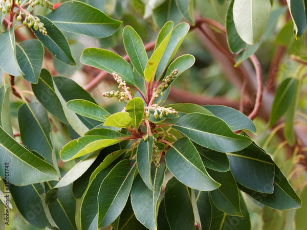 Fototapeta Arbutus andrachne ou arbousier de Chypre, au feuillage persistant, aux petites fleurs jaune crème en forme de clochettes