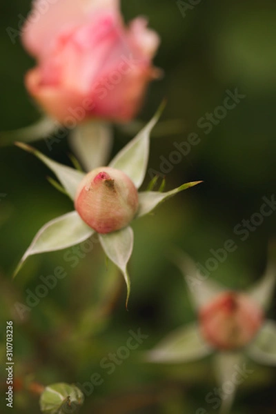 Fototapeta Bourgeon de rose