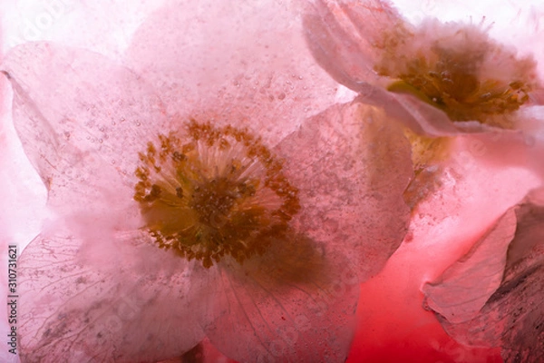 Obraz Christrose in Eis 2