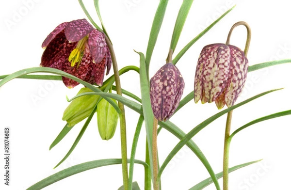 Obraz Schachbrettblume