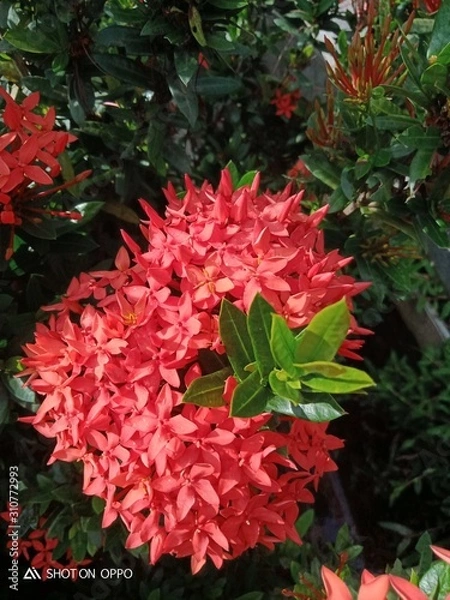 Fototapeta red flowers in the garden