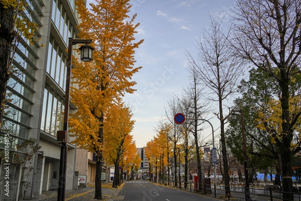Fototapeta イチョウ並木の道路