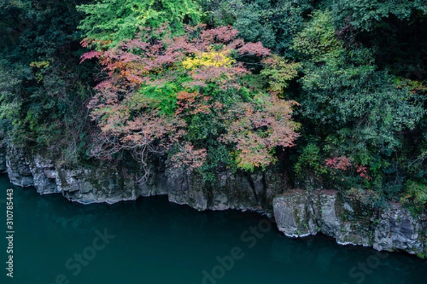 Fototapeta 渓谷の紅葉