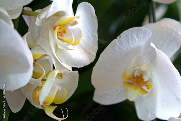 Fototapeta domestic white orchid