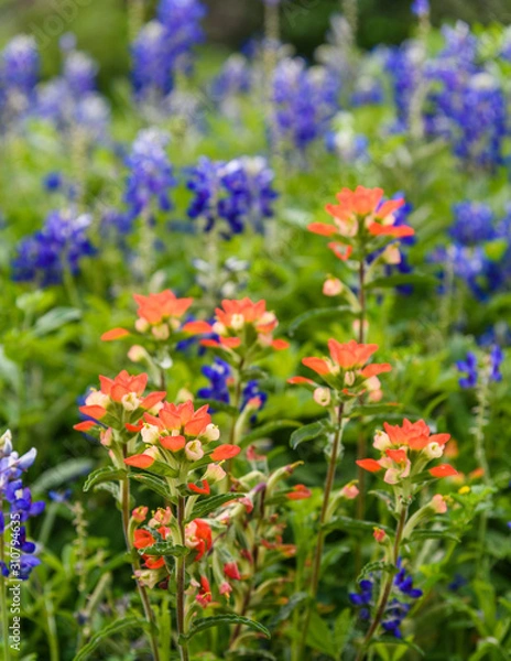 Fototapeta MacroFlowersBlueBonnets2019-2