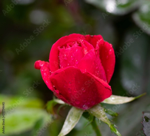 Fototapeta MacroRose2019-2