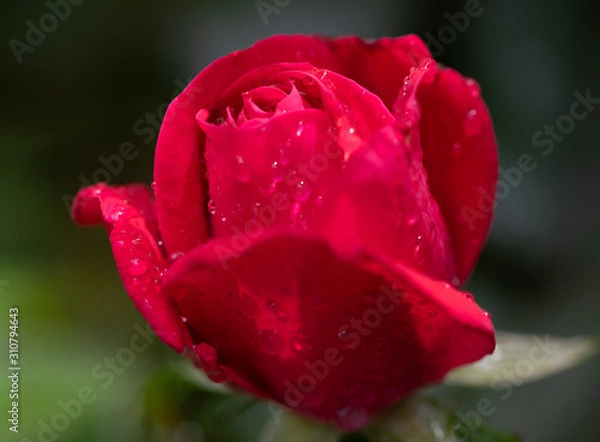 Fototapeta MacroRose2019-3