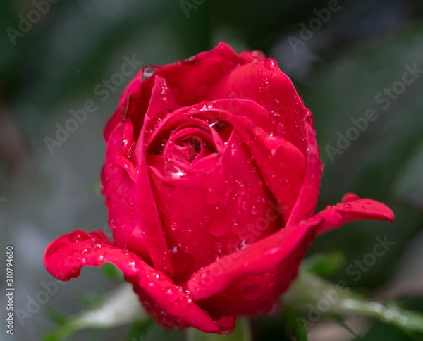 Fototapeta MacroRose2019-4