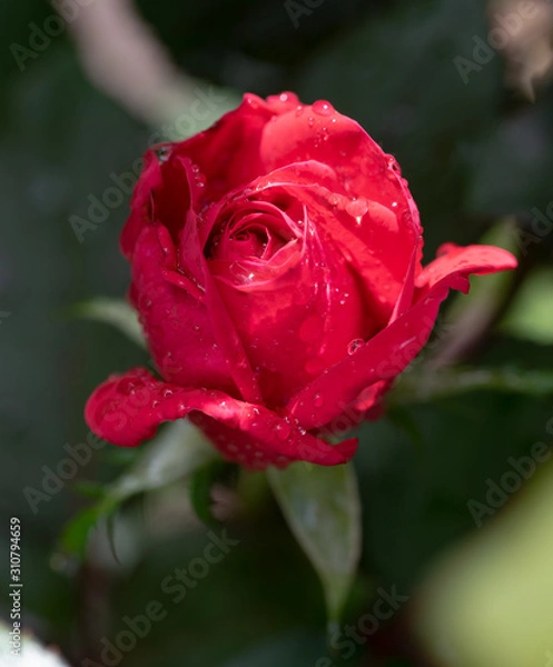 Fototapeta MacroRose2019-5