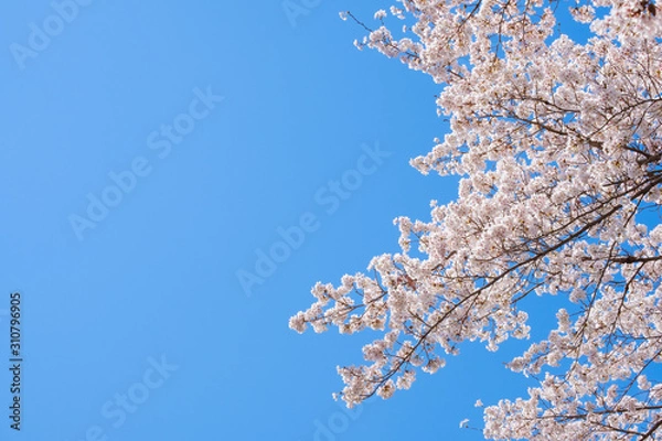 Fototapeta 【写真素材】：桜　ソメイヨシノ　春イメージ　満開