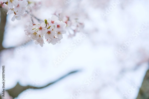 Obraz 写真素材：桜　ソメイヨシノ　満開　アップ　コピースペース