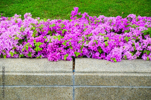 Fototapeta bougainvillea flowers blooming in garden 