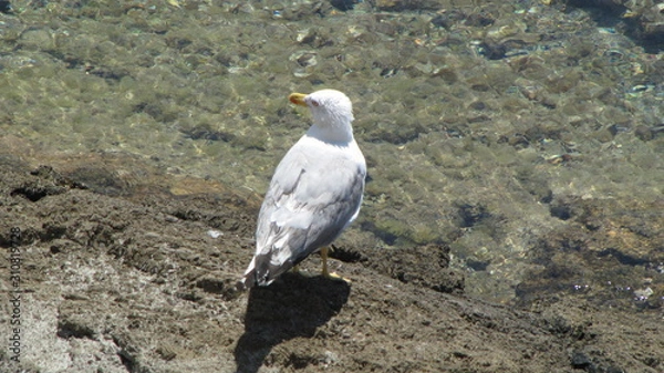 Obraz Möve am Strand