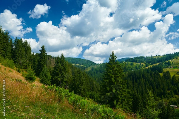 Obraz beautiful summer landscape, spruces on hills, cloudy sky and wildflowers - travel destination scenic, carpathian mountains