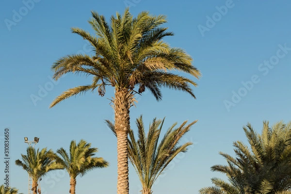 Fototapeta Branches of date palms under blue sky in Summer