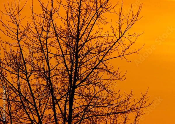 Obraz Tree branches on a sunset background