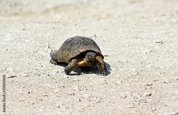 Obraz a turtle on a white gravel road