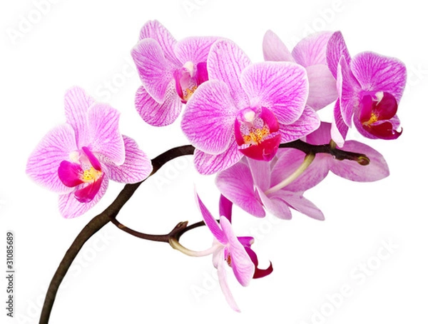 Fototapeta odosobniona orchidea