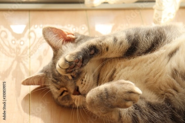 Obraz 仰向けで片手を上げる猫アメリカンショートヘアー