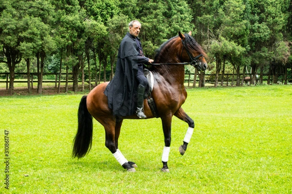 Obraz Cavaleiro Medieval cavalgando pelo campo