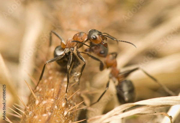 Fototapeta Formica rufa
