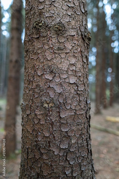 Obraz Baumstammtextur