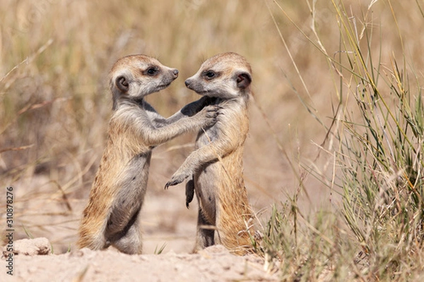 Fototapeta meercats playing in african savannah