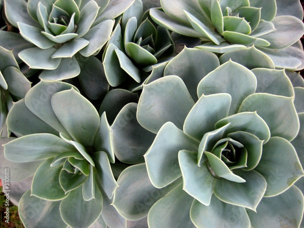 Obraz echeveria gibbiflora