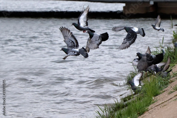 Obraz flying pigeons