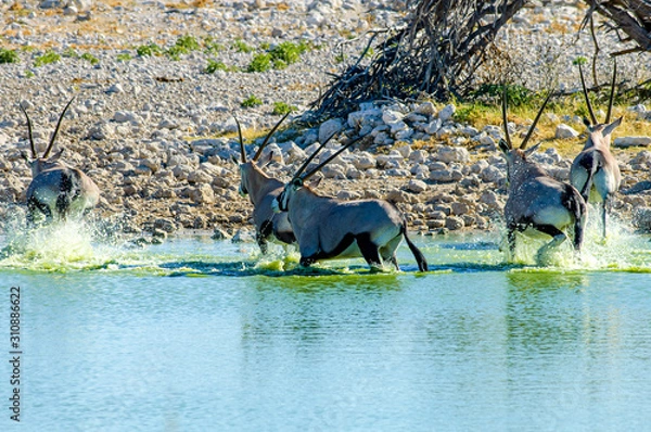Obraz Gemsbok at Okaukuejo Waterhole.