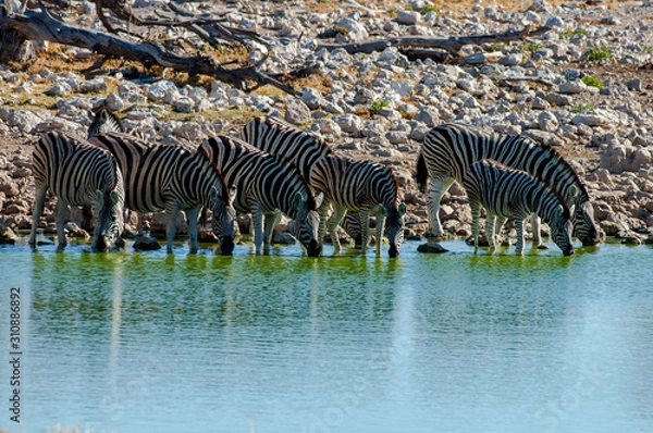Obraz Waterhole Etosha