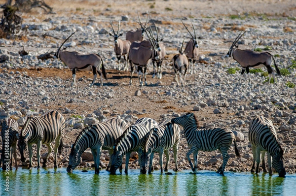 Obraz Waterhole Etosha