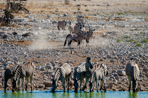 Obraz Waterhole Etosha
